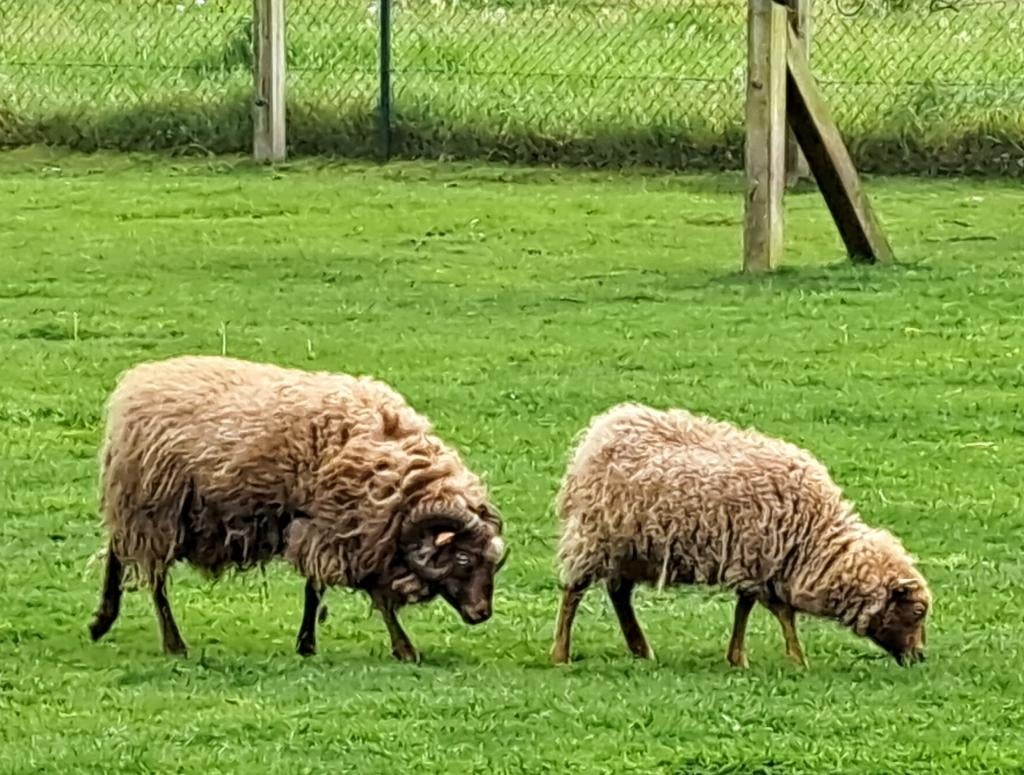 Ouessant ooi en ram te koop, Plusieurs animaux, Mouton, 0 à 2 ans