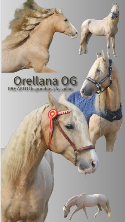 Apto Palomino PRE hengstenstoeterij, Dieren en Toebehoren, Opfok, 1 paard of pony