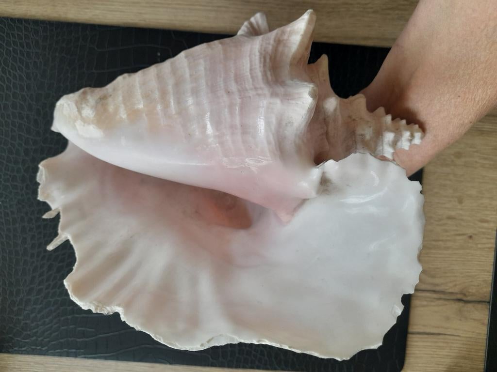Grand coquillage queen 24/25 cm, Enlèvement ou Envoi