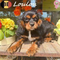 Cavalier King Charles Loulou - femmelle douce et élégante, 15 semaines à 1 an, Commerçant, Belgique, Un chien