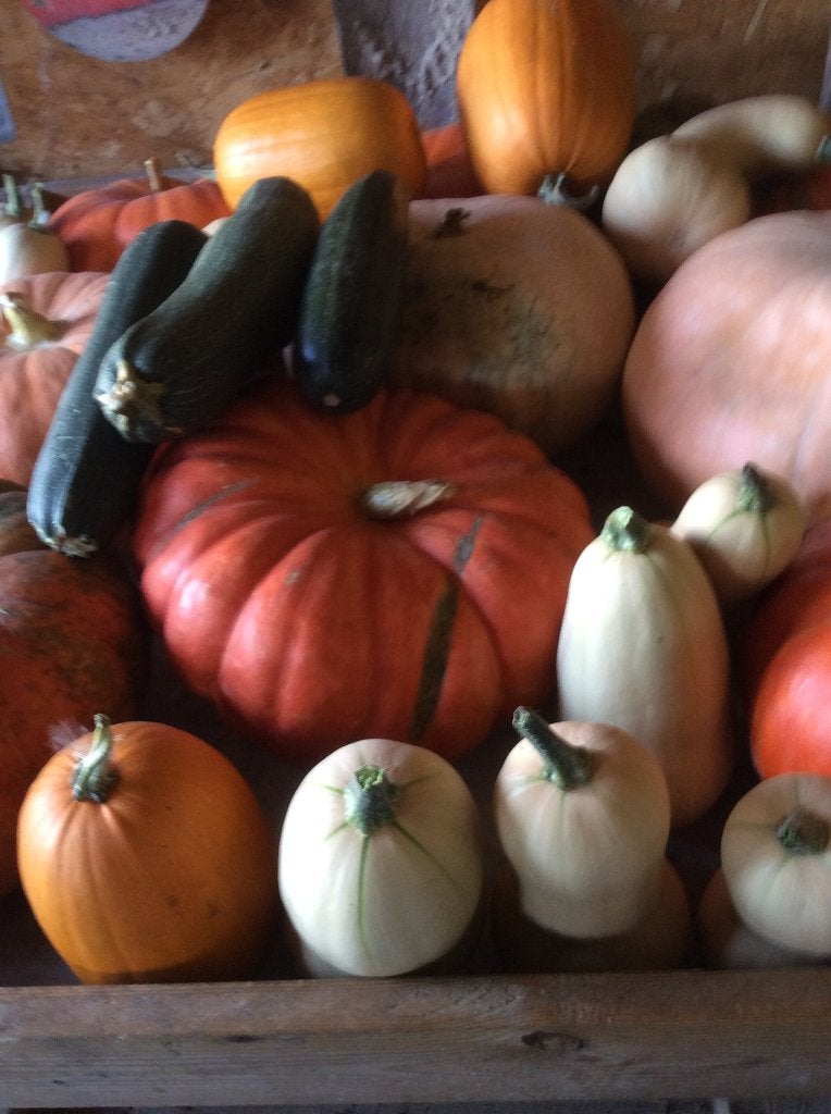 Pompoenen, courgettes, butternutten, Diversen, Ophalen