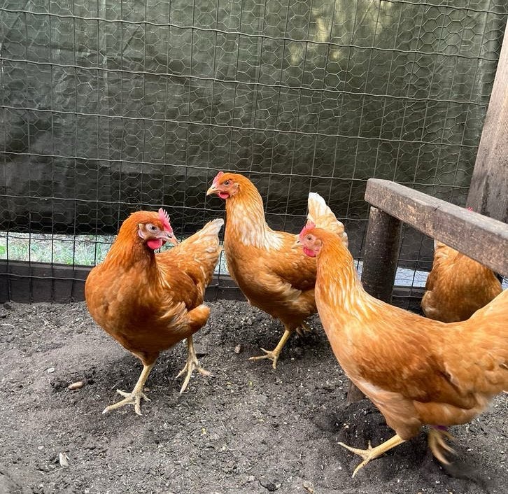 jonge bruine legkippen, Dieren en Toebehoren, Pluimvee