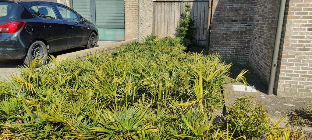 +-400 stuks Trachycarpus fortunei windmolenpalmen 50 cm, Enlèvement ou Envoi