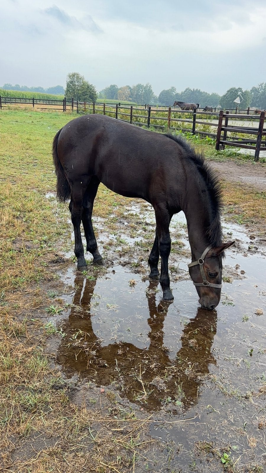 Beau poulain, Animaux & Accessoires, Cheval de dressage, Avec pedigree, 0 à 2 ans, Ne s'applique pas