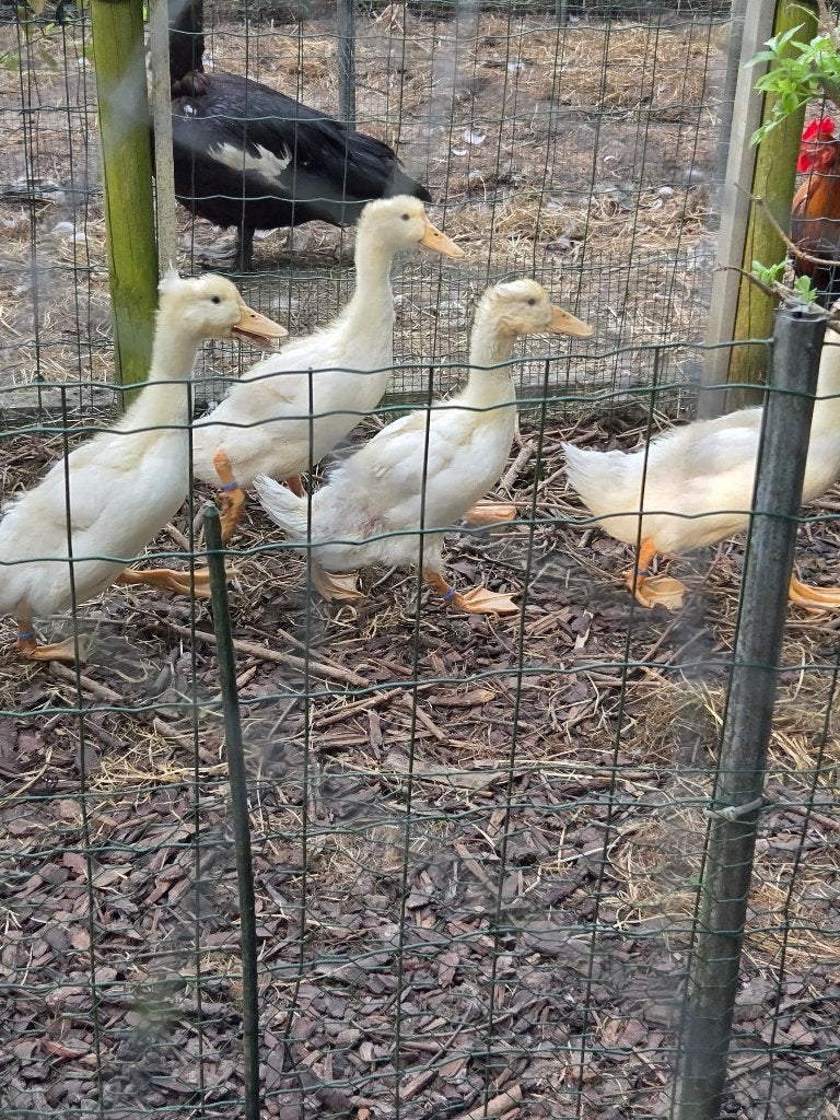Canards
