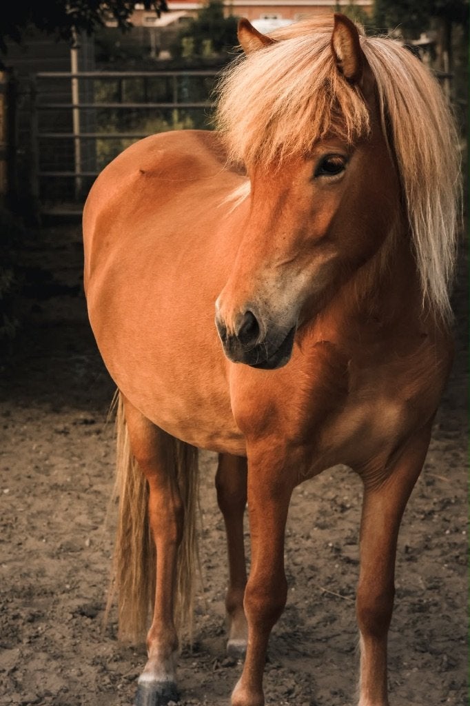 2 jonge IJslandse paarden (ruin en merrie), Dieren en Toebehoren, Paarden, Merrie, Minder dan 160 cm, Met stamboom, 0 tot 2 jaar