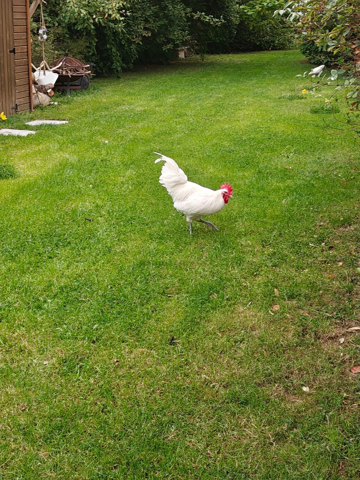 Bresser haan, Dieren en Toebehoren, Mannelijk, Kip