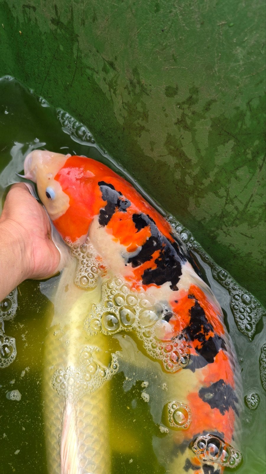 koi karpers 30 - 60 cm, Dieren en Toebehoren