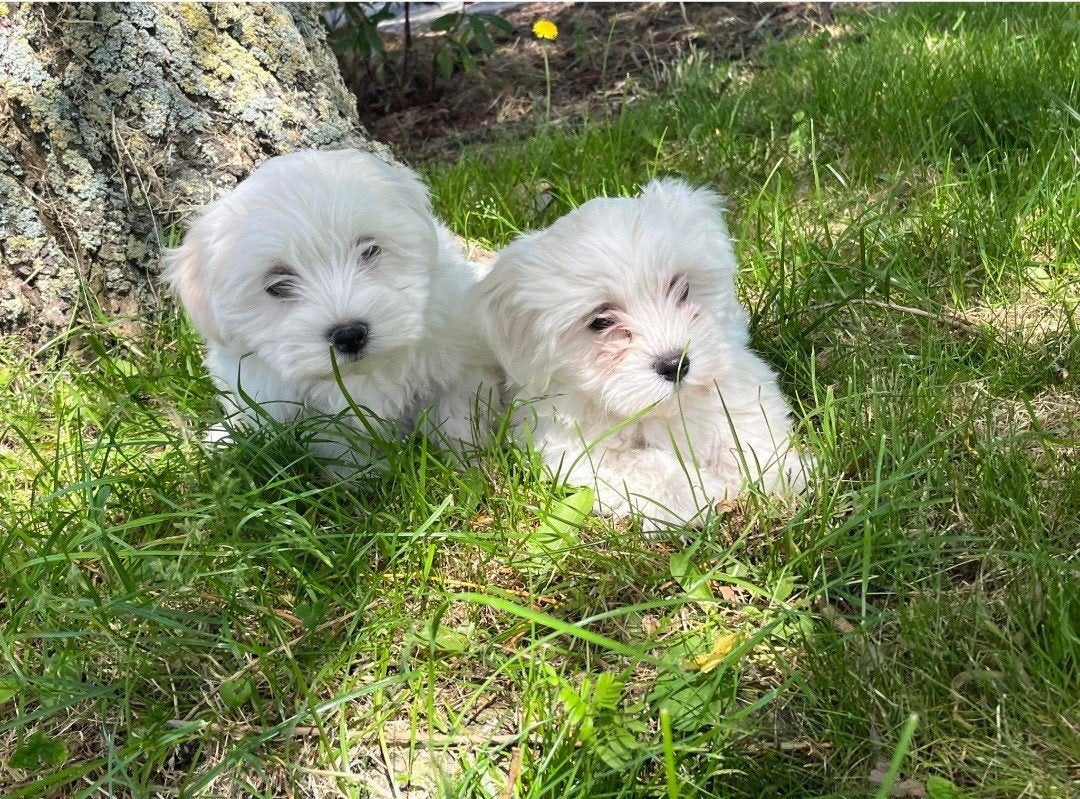 Maltezer pups, Parvo, België, Maltezer, Fokker | Hobbymatig