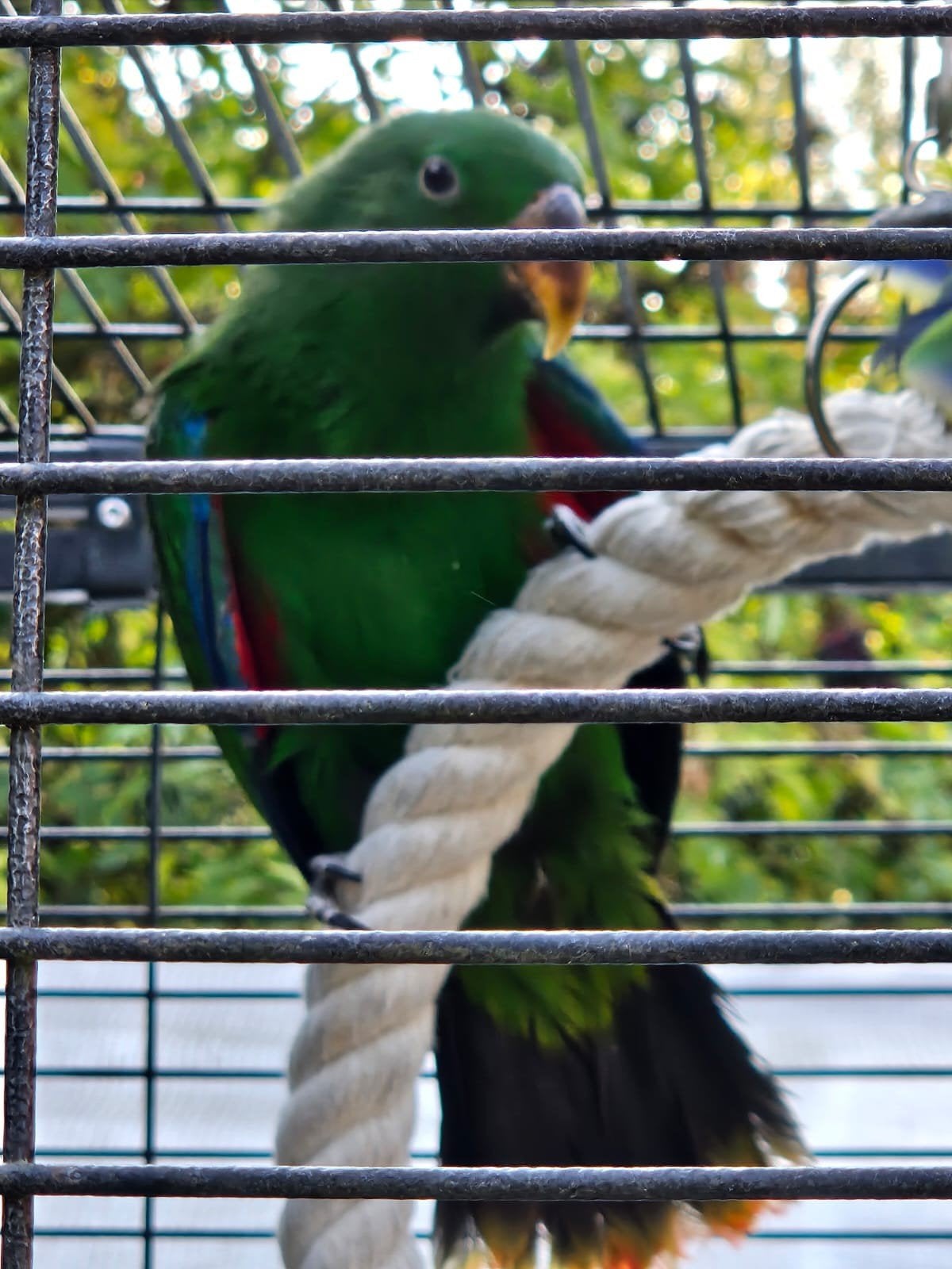 Edel papegaai Eclectus roratus, Dieren en Toebehoren, Papegaai