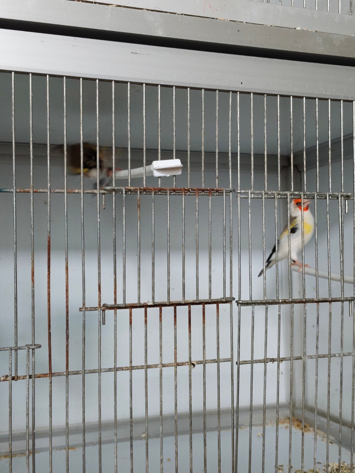 2 paires de chardonnerets, Animaux & Accessoires, Oiseaux | Canaris