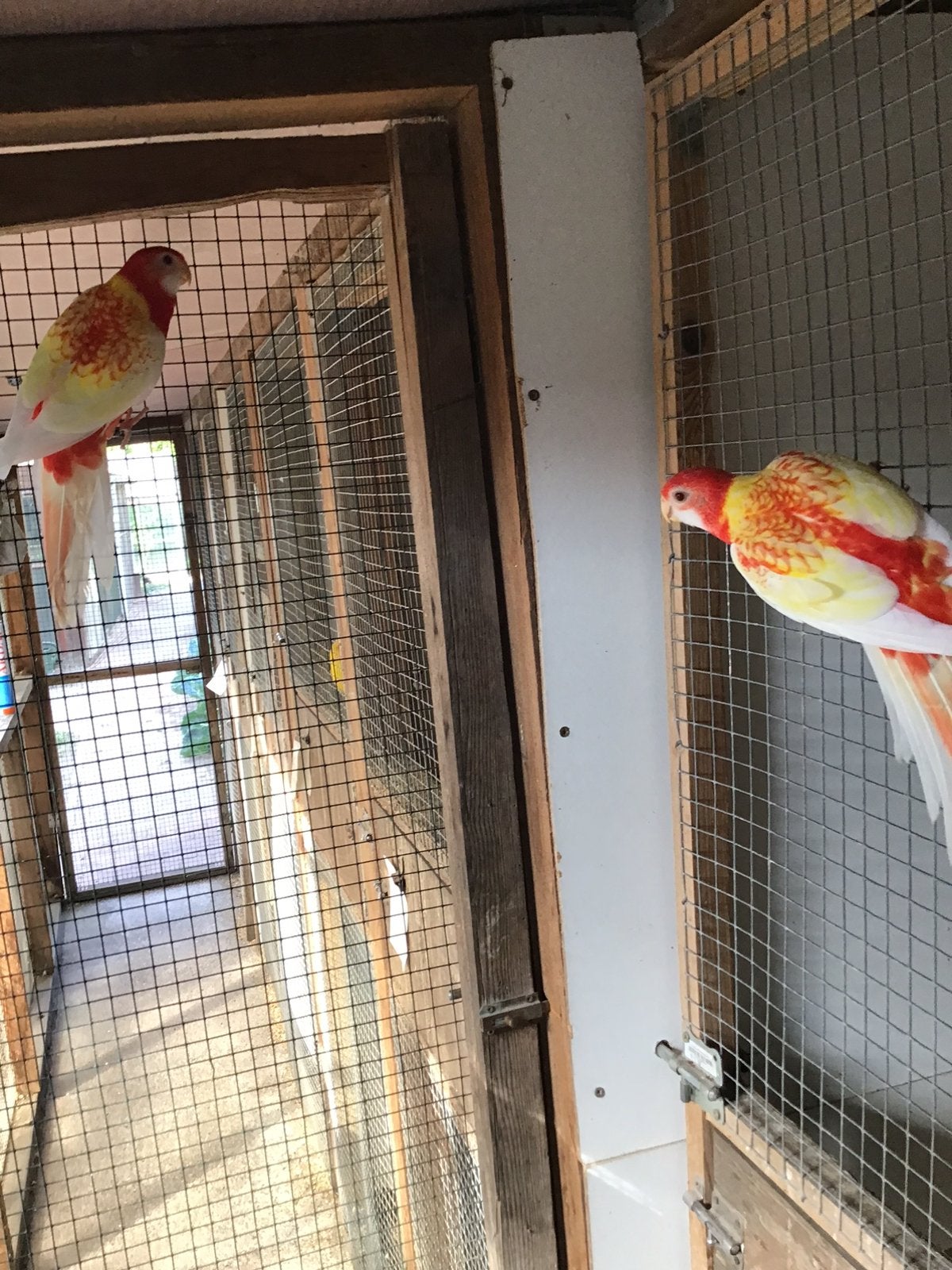 Jonge rozellas te koop, Plusieurs animaux
