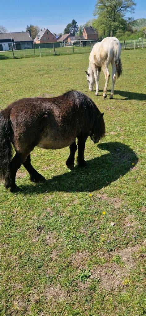 Schetlander 95cm met gerief en koets, Dieren en Toebehoren, Pony's, Merrie, Zadelmak, Tuigpony, 11 jaar of ouder, Met stamboom