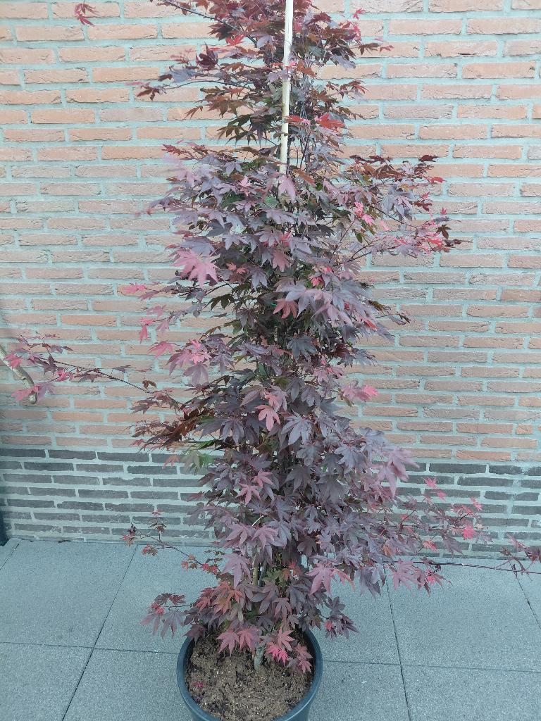 Acer Atropurpureum, Tuin en Terras, Planten | Struiken en Hagen, Ophalen, Esdoorn