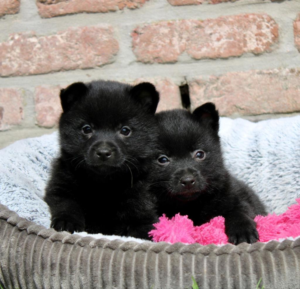 Chiots Schipperke, 8 à 15 semaines, Plusieurs, Éleveur | Loisir, Hépatite contagieuse (maladie de Rubarth)