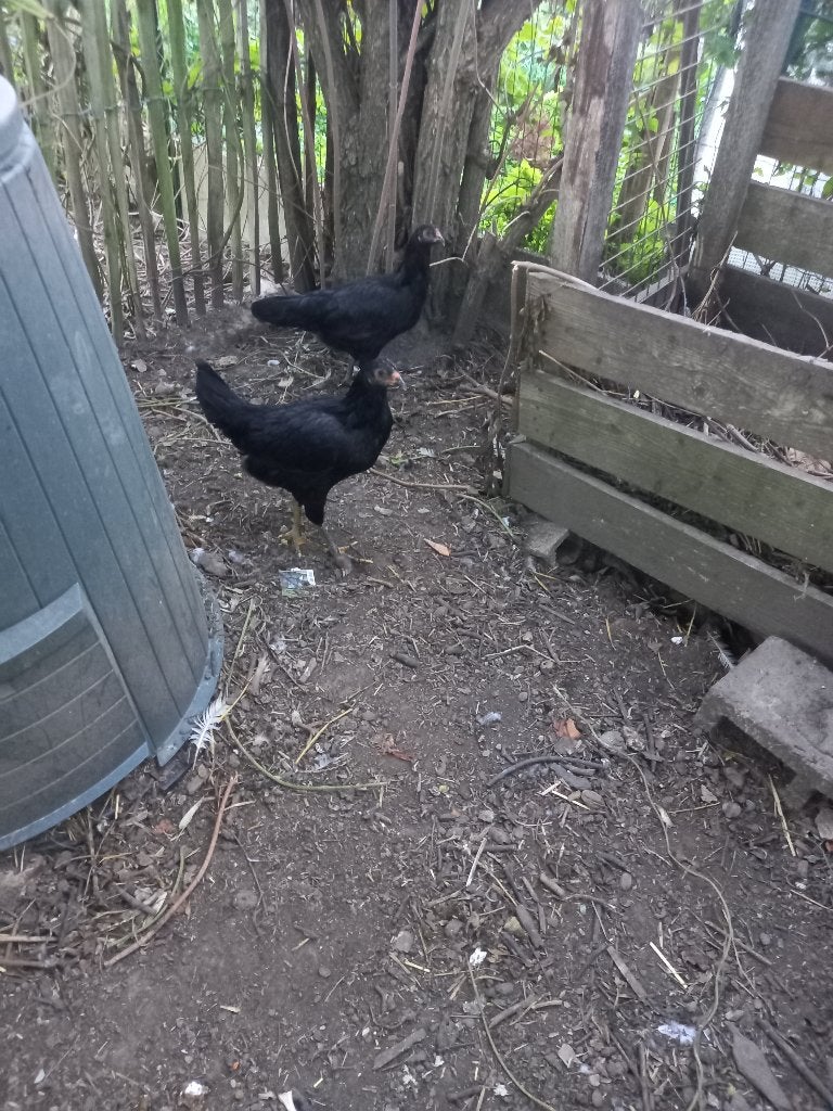 Vecht hoen, Dieren en Toebehoren, Vrouwelijk, Kip