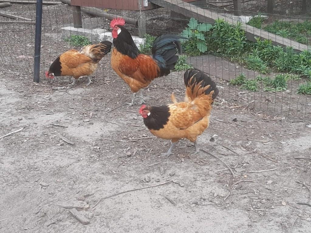 eieren van vorwerk kippen