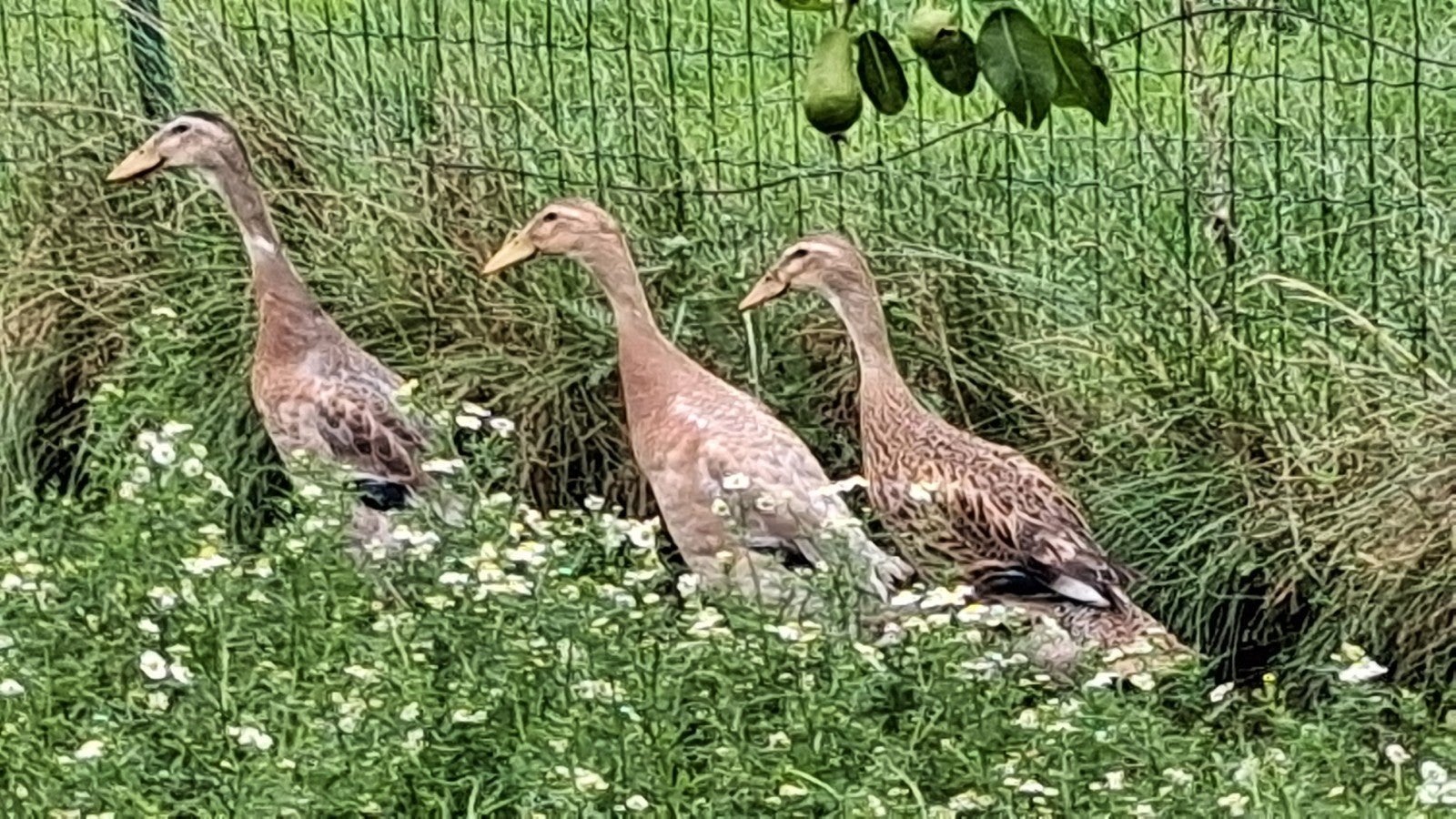 Indische loopeenden, Dieren en Toebehoren, Pluimvee