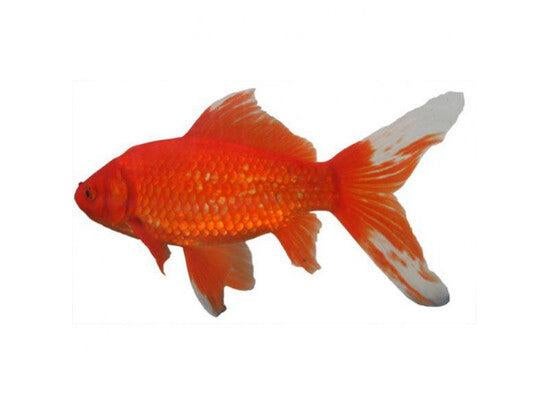 Poisson rouge +40cm