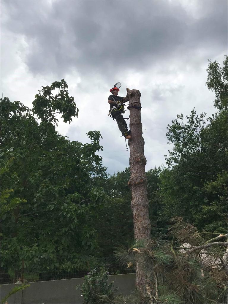 Vellen van bomen en groenonderhoud, Tuin en Terras, Ophalen