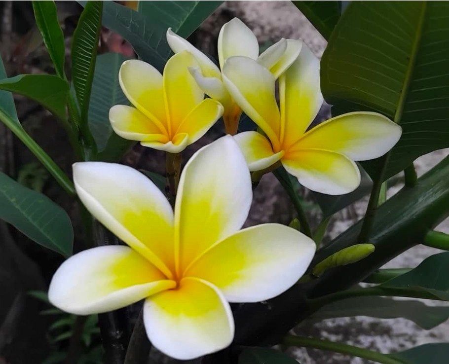 Frangipani of tempelboom ( plumeria Rubra), Tuin en Terras, Planten | Tuinplanten, Ophalen of Verzenden, Volle zon