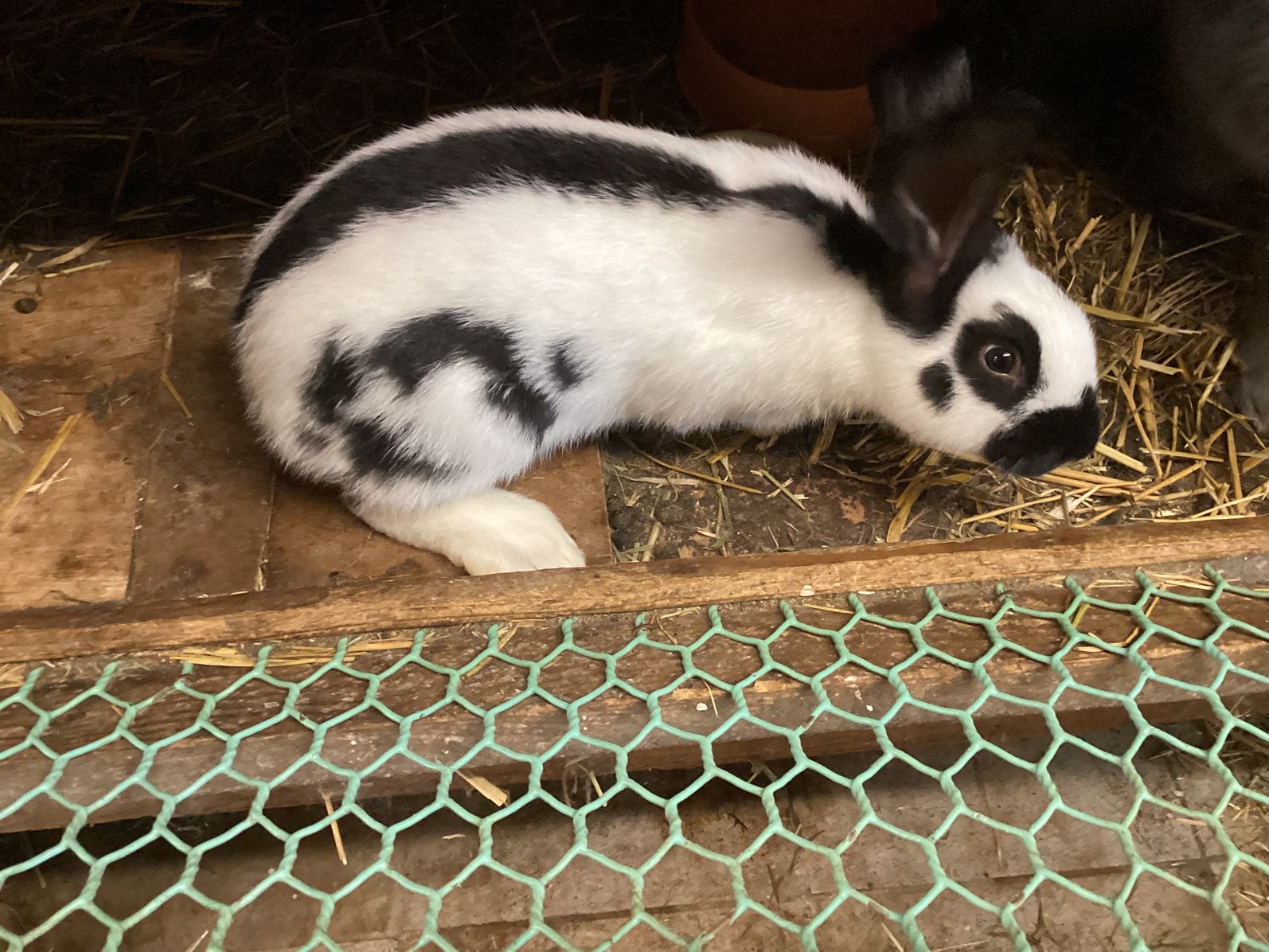 Reuzevlinder, Dieren en Toebehoren, Vrouwelijk, Groot, 0 tot 2 jaar