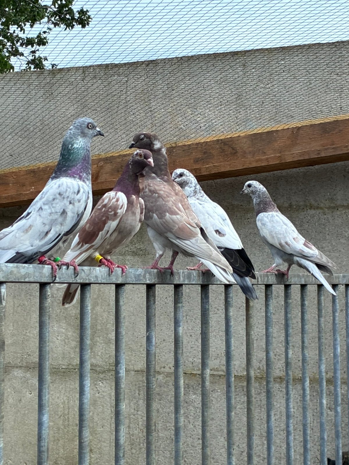 5 sier duiven te koop, Geslacht onbekend