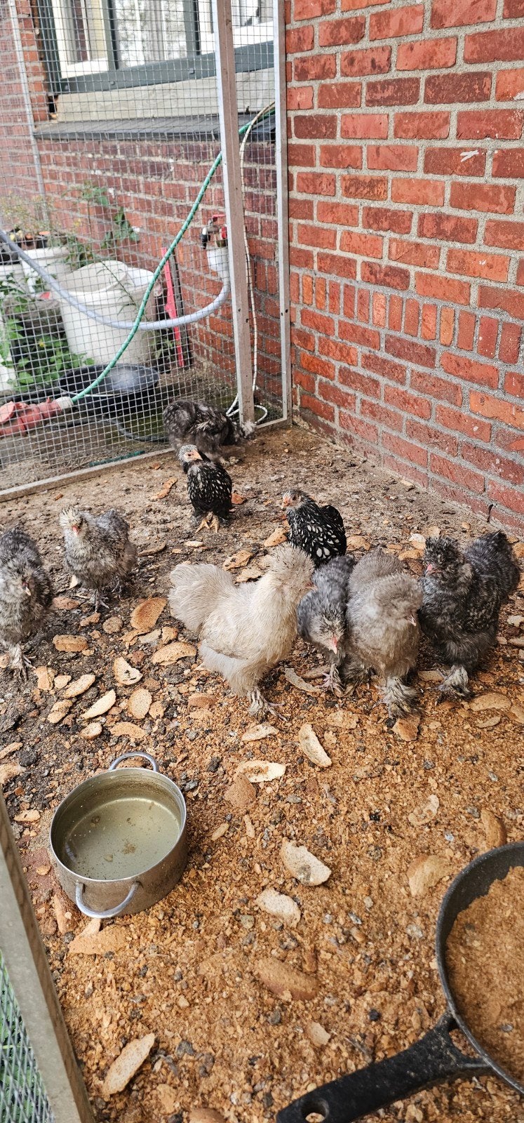 10 kippen voor 100€, Dieren en Toebehoren