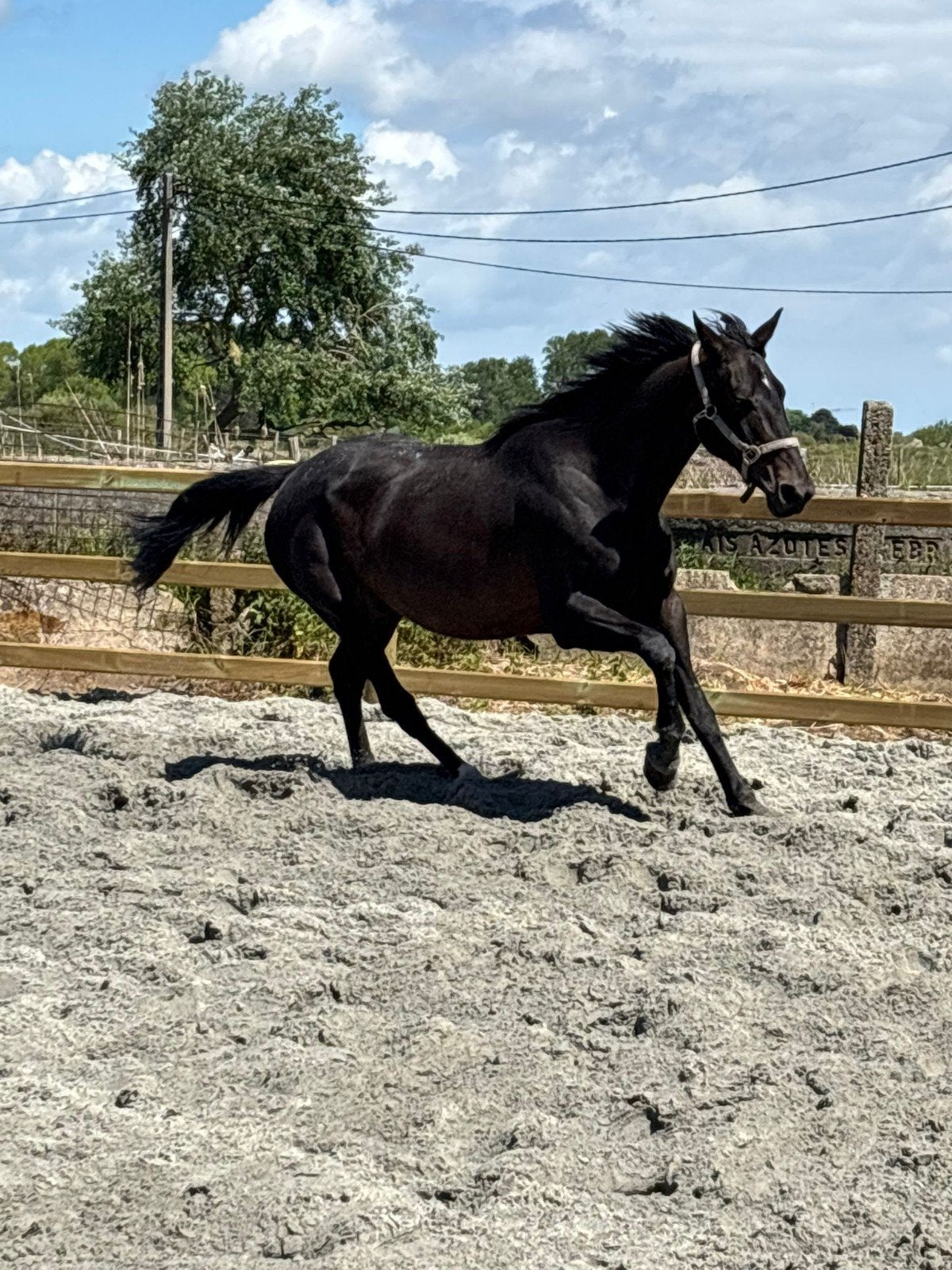 Negro x Sandro Hit, poulinière de dressage, 16 ans, Jument, Cheval de dressage