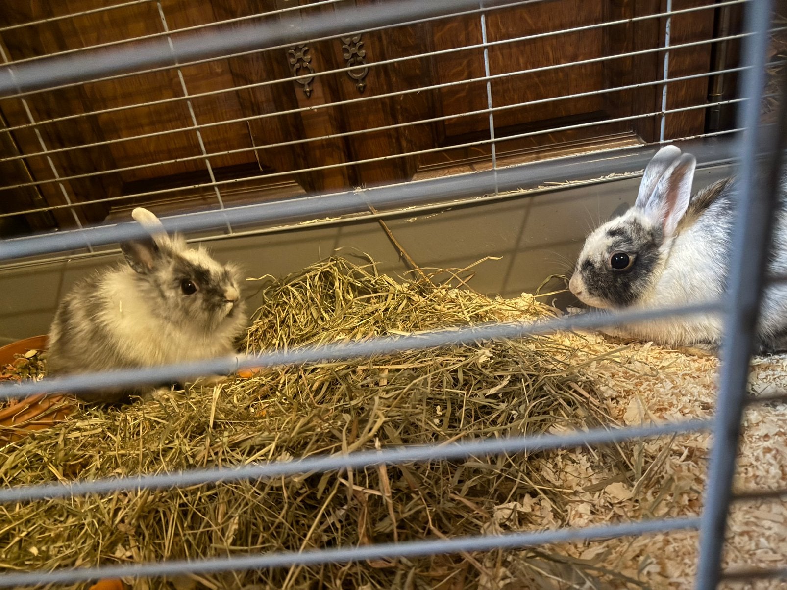 Dwergkonijnen gratis, Dieren en Toebehoren, Mei, Meerdere dieren, Overige typen, Tam
