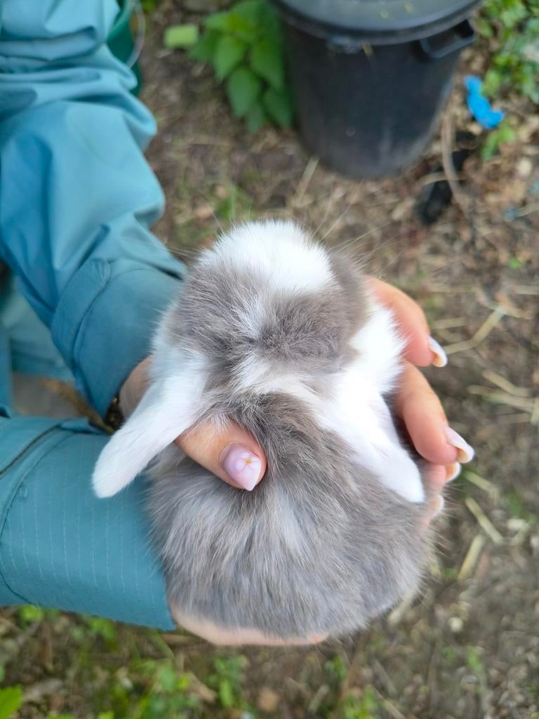 Jonge NHD dwergkonijn tjes, Dieren en Toebehoren, Konijnen, Dwerg, Meerdere dieren, 0 tot 2 jaar, Hangoor