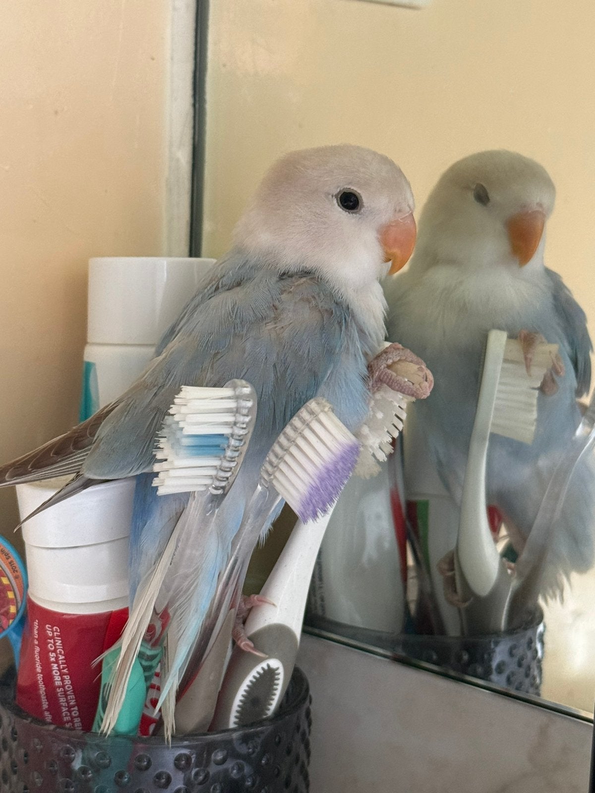 Agapornis, Plusieurs animaux, Perroquet nain ou Inséparable, Bagué