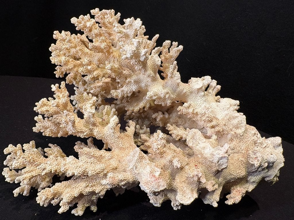 Corail blanc naturel, Collections, Enlèvement ou Envoi, Minéral