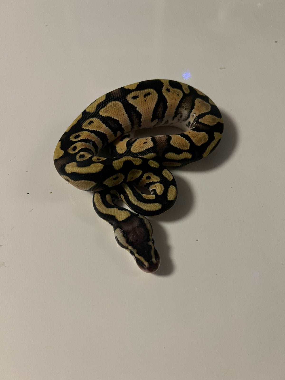 1.0 Pastel Het Axanthic TSK, Dieren en Toebehoren, Slang, 0 tot 2 jaar