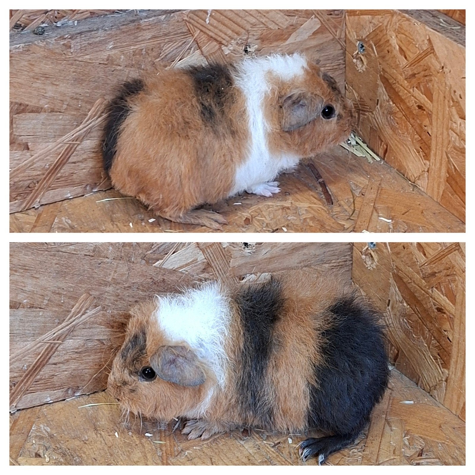 Us teddy cavia's. Cavia, Dieren en Toebehoren, Knaagdieren, Juli, Cavia