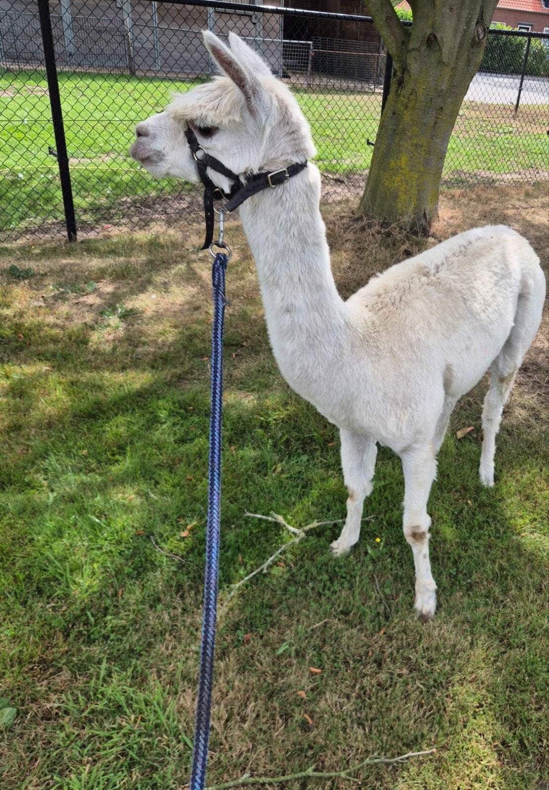 Alpaca merrie, Dieren en Toebehoren, April