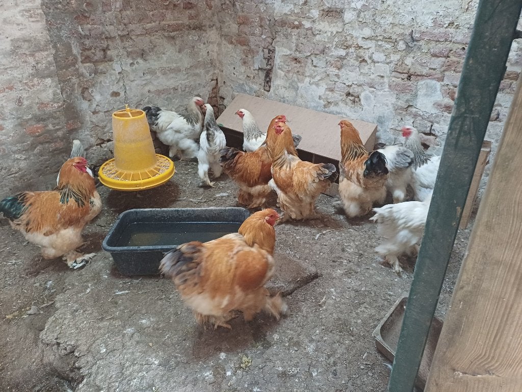 Brahma hanen, Dieren en Toebehoren, Mannelijk, Kip