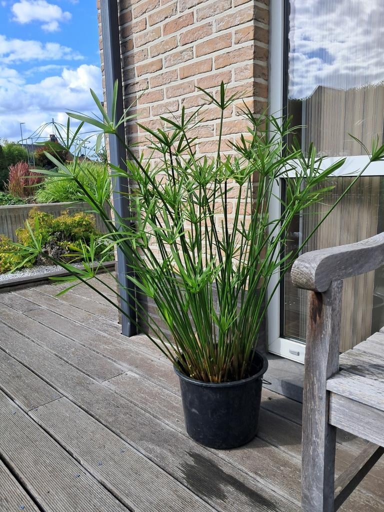 Parapluplant, Tuin en Terras, Ophalen
