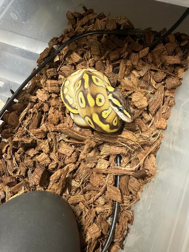 Ballpython, Dieren en Toebehoren, Reptielen en Amfibieën