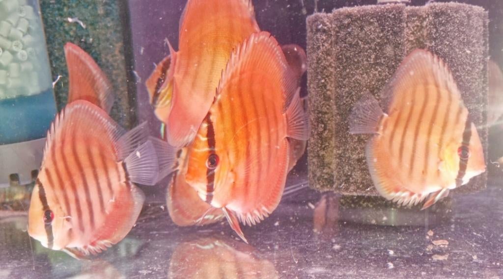 Discusvissen 8cm+, Dieren en Toebehoren, Vissen | Aquariumvissen, Vis, Zoetwatervis