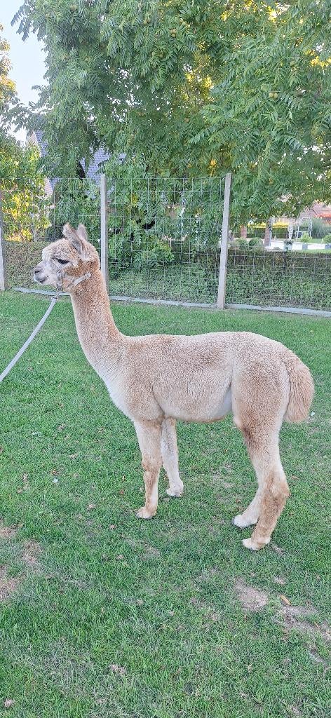 Wandel-alpaca hengst Remi, Juni, Mannelijk