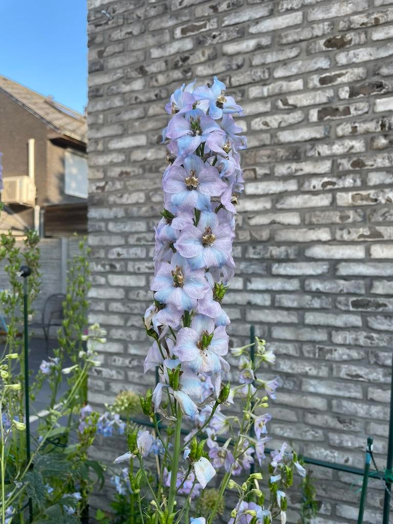 Delphinium pacific “summer skies”, Tuin en Terras, Tuinwanddecoratie, Nieuw, Ophalen