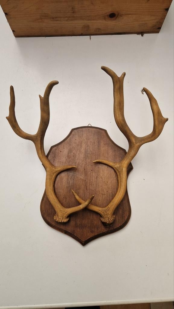Bois de cerf
