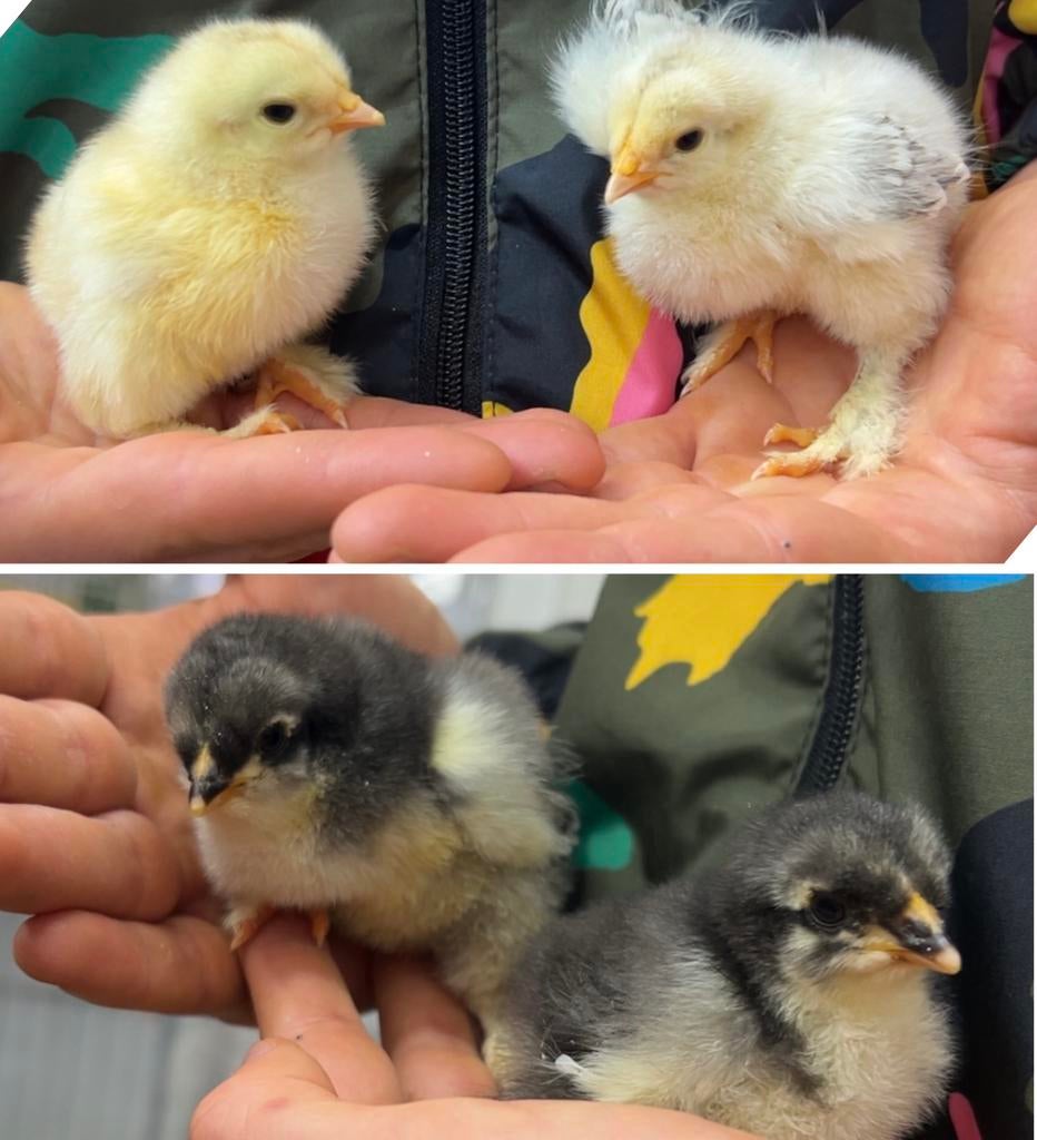 Poussin Brahma LILLE, Dieren en Toebehoren, Vogels | Kanaries