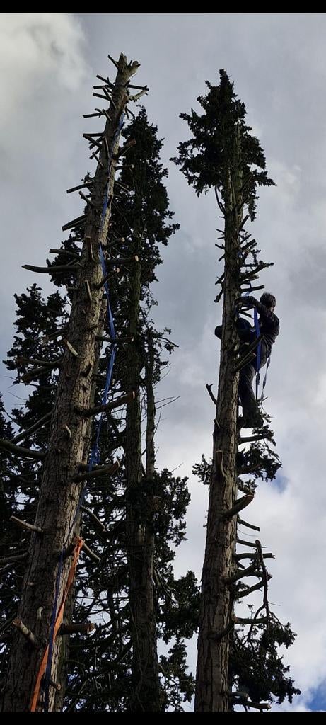 Abattage et élagage des arbres