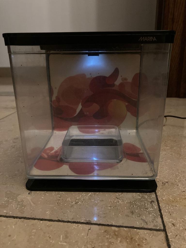 Betta Aquarium, Poisson, Poisson d'eau douce