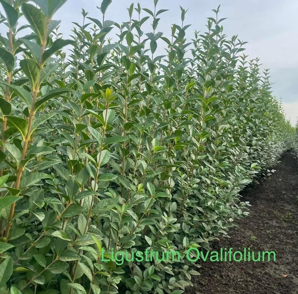 ‼️Ligustrum Ovalifolium aan promoprijzen ‼️, Ophalen, Liguster