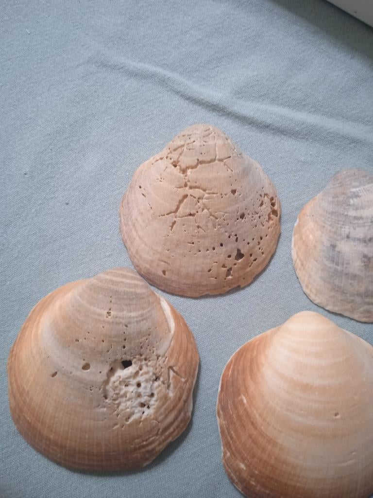Grote prehistorische schelpen, 4 stuks, Ophalen of Verzenden, Schelp(en)