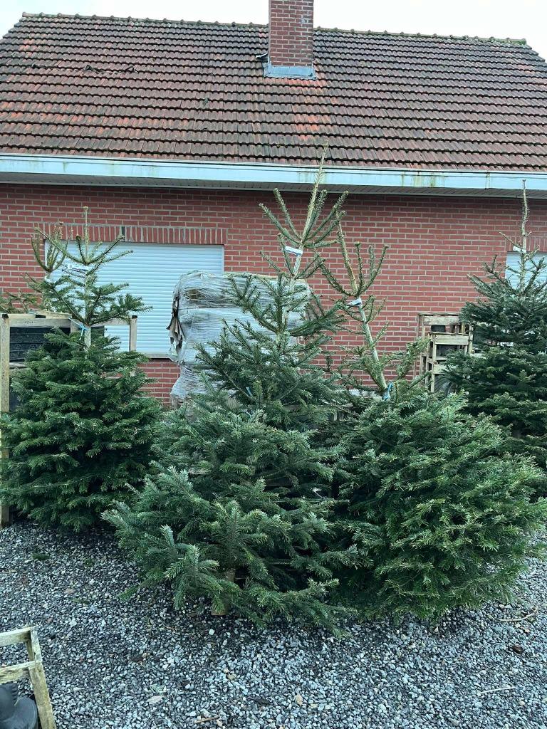 KERSBOMEN   IN POT  TOT 2M, Ophalen, 200 cm of meer, Overige soorten, Halfschaduw