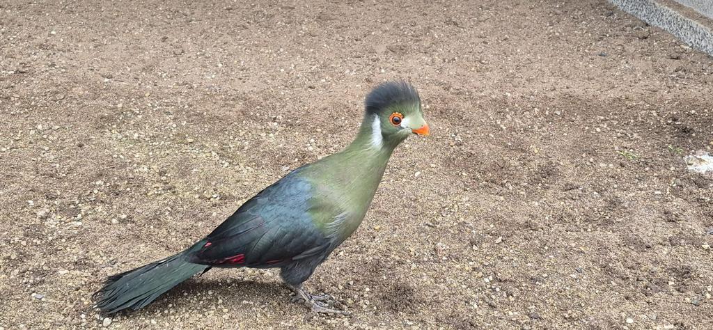 Witwangtoerako, Meerdere dieren, Tropenvogel, Geringd